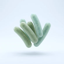Lactobacillus Plantarum