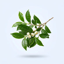 L-Theanine (Suntheanine)