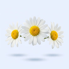 Chamomile Extract