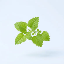 Lemon Balm Extract