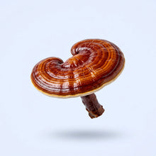 Reishi Mushroom Extract