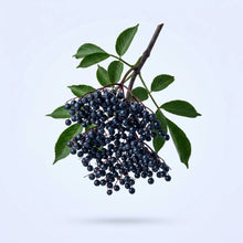Organic Elderberry Extract