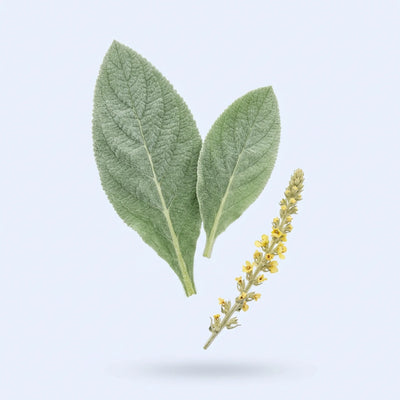 Mullein Leaf Extract