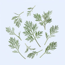Wormwood Aerial Parts Extract (10:1)