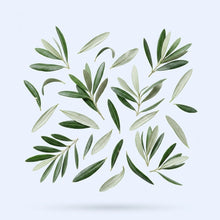 Olive Leaf Extract (20% Oleuropein)