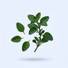 Oregano Oil Extract