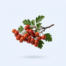 Hawthorn Berry Extract