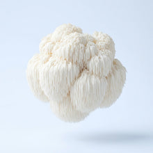 Lion’s Mane Mushroom Extract (10:1)