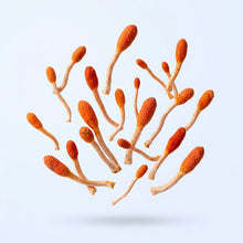Cordyceps Mushroom Extract (10:1)