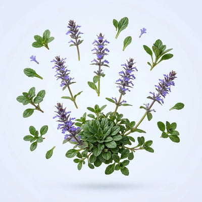 Turkesterone (Ajuga Turkestanica Extract)
