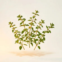 Oregano Leaf Extract
