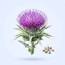 Milk Thistle