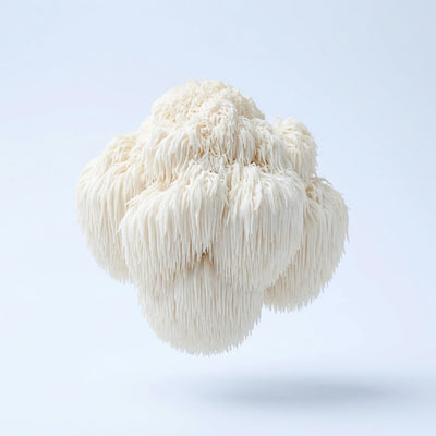 Lion's Mane Mushroom Extract