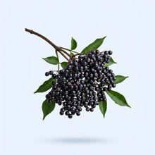 Elderberry Extract
