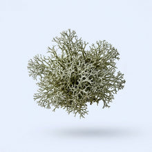 Vitamin D3 Vegan, Lichen