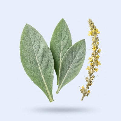 Organic Mullein Leaf Extract