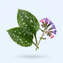 Organic Lungwort Extract