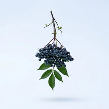 Elderberry Extract
