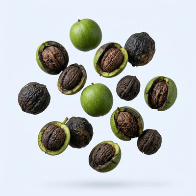 Black Walnut Hull Extract (10:1)