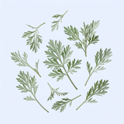 Wormwood aerial parts extract