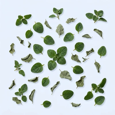 Oregano leaf extract