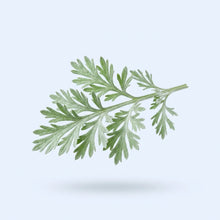 Wormwood Extract