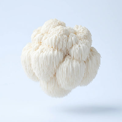 Lion's Mane mushroom extract — supports focus and mental clarity in PURETREX supplement