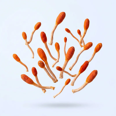 Cordyceps mushroom extract — supports energy and physical endurance in PURETREX supplement
