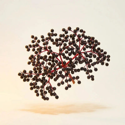 Organic Elderberry Extract