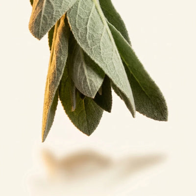 Mullein Leaf Extract