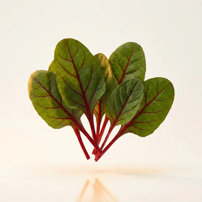 Red Spinach Extract